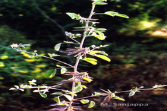 Indigofera trita var. marginulata